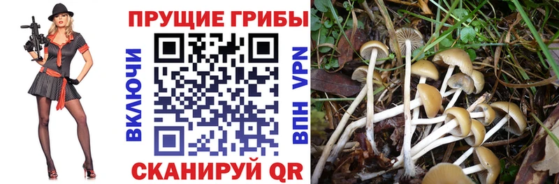 Галлюциногенные грибы Psilocybine cubensis Порхов